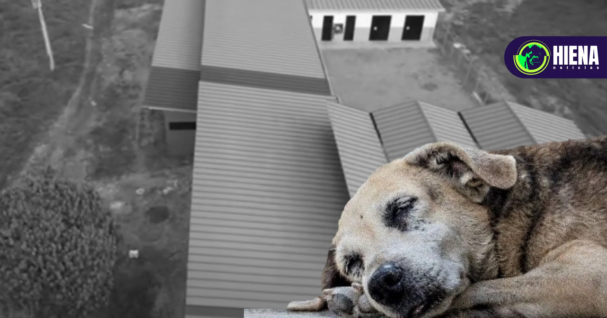Centro de Bienestar Animal en Villavicencio: ¿Abandono o falta de voluntad política?