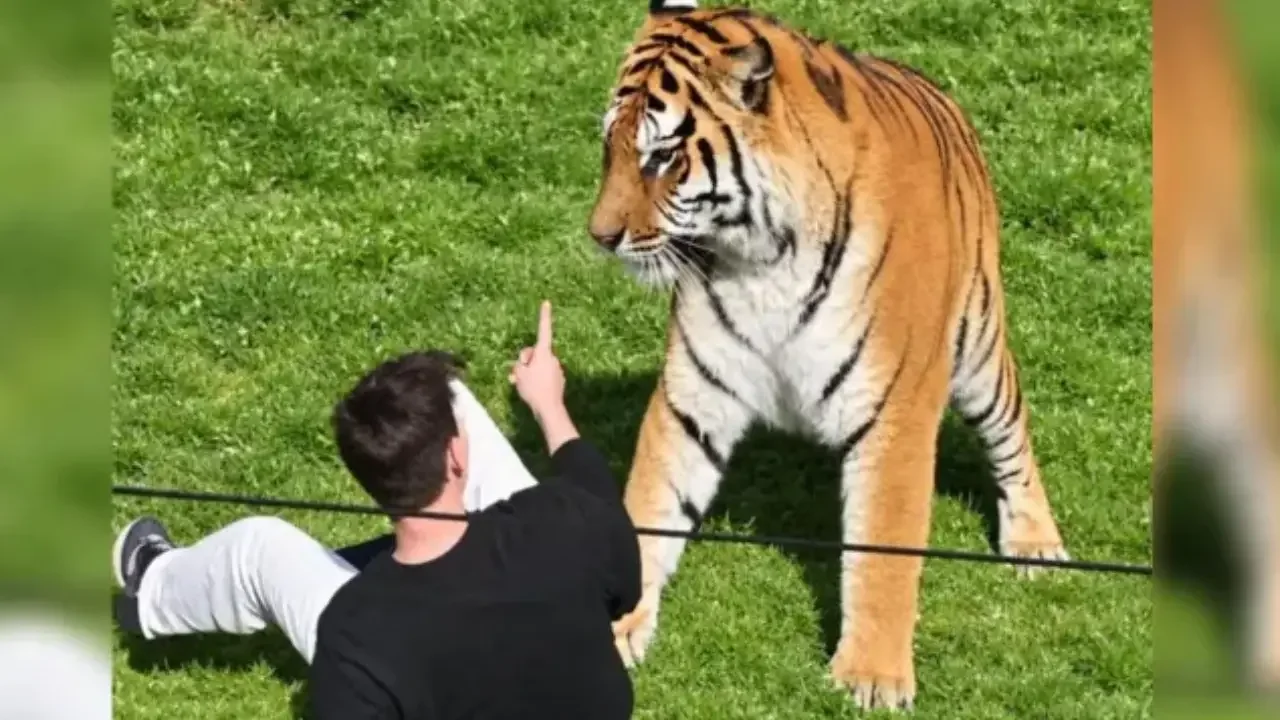 Tigre siberiano descansando en su recinto dentro de un parque de vida silvestre