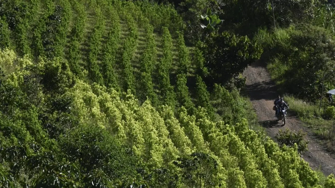 Cultivos de hoja de coca en zonas rurales del departamento del Putumayo, Colombia.